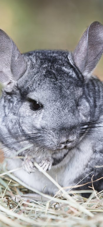 Animal Chinchilla Phone Wallpaper