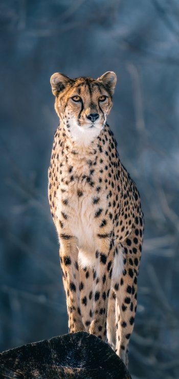 Animal cheetah Phone Wallpaper