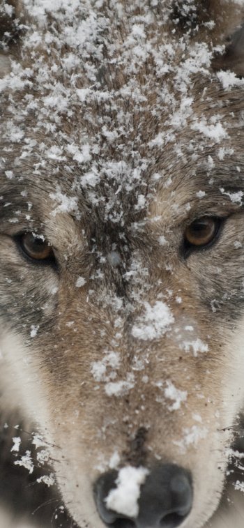 Animal wolf Phone Wallpaper