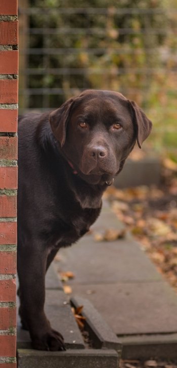  Chocolate Labrador Retriever