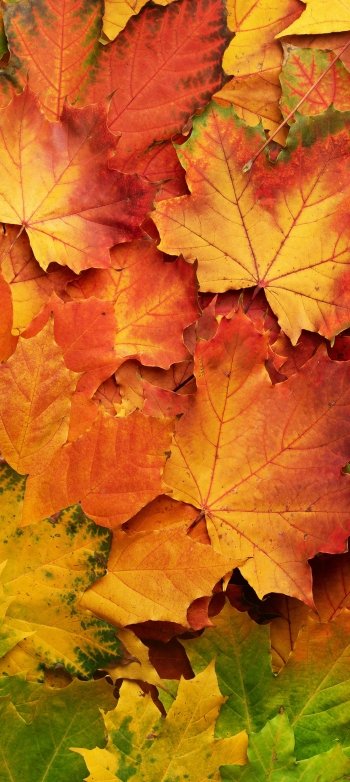 fall nature leaf Phone Wallpaper