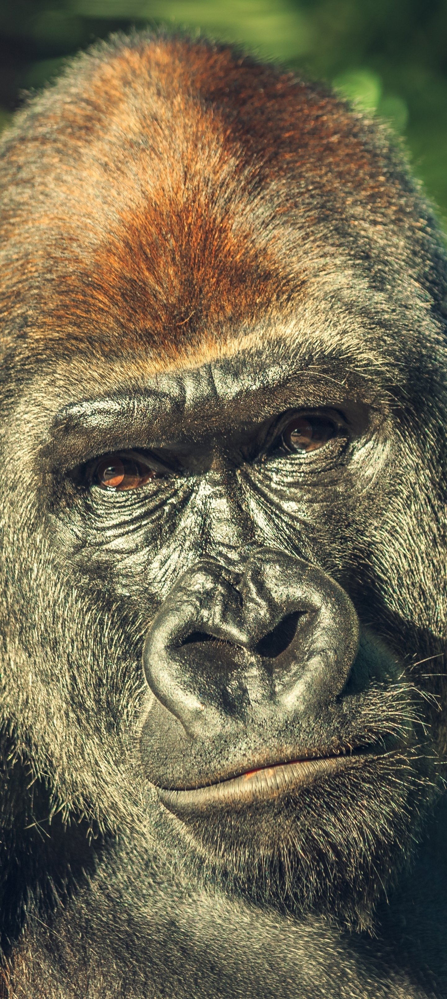 Download Animal Gorilla Phone Wallpaper