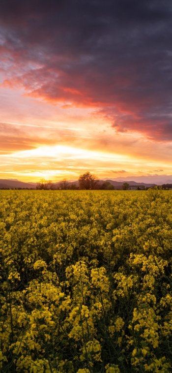 yellow flower nature rapeseed Phone Wallpaper