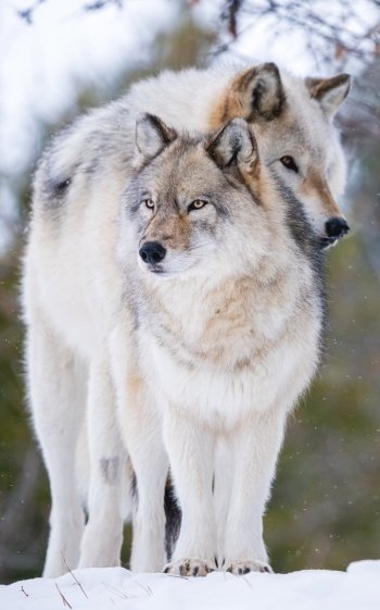 Animal wolf Phone Wallpaper