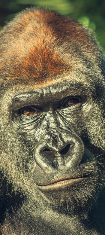 Animal gorilla Phone Wallpaper