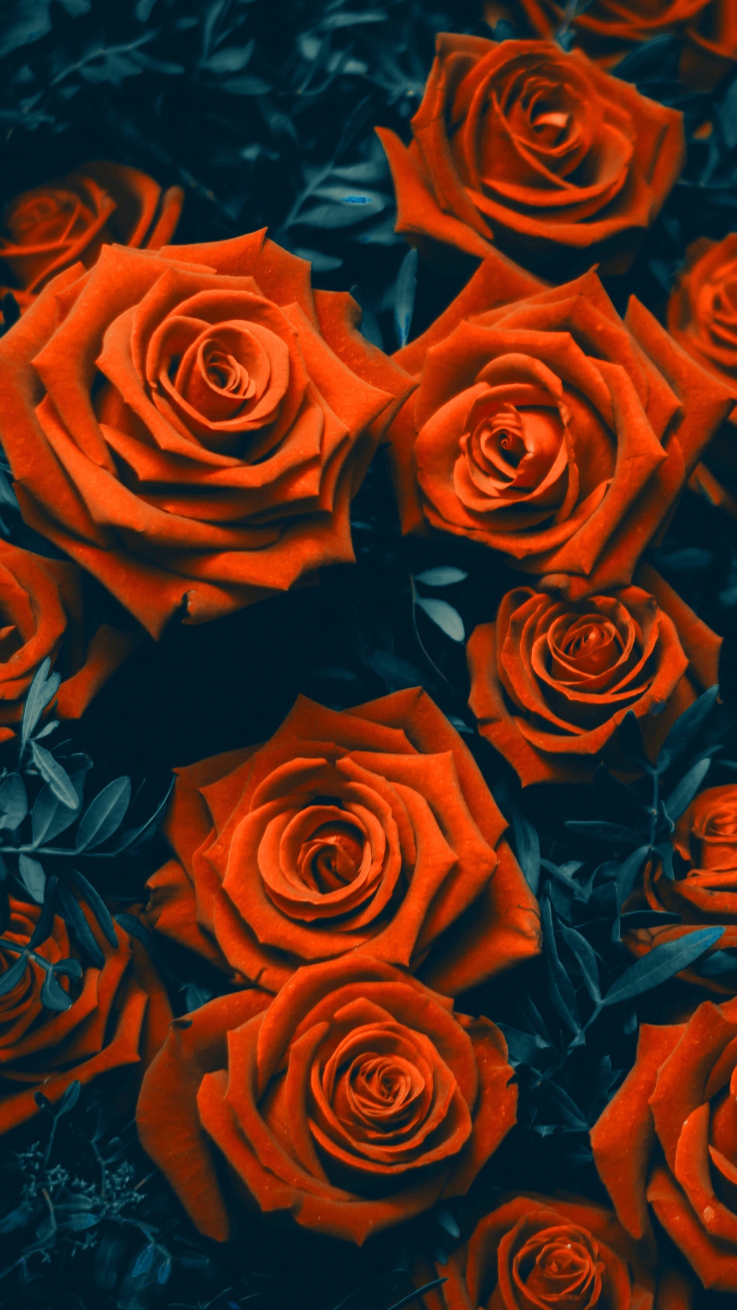 Rose Phone Wallpaper