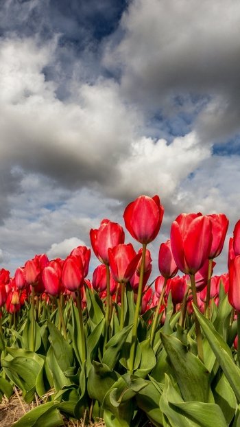 cloud red flower flower nature tulip Phone Wallpaper