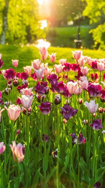 purple flower pink flower spring nature tulip Phone Wallpaper