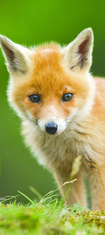 Animal fox Phone Wallpaper