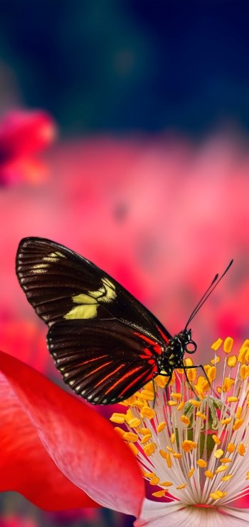 Animal butterfly Phone Wallpaper
