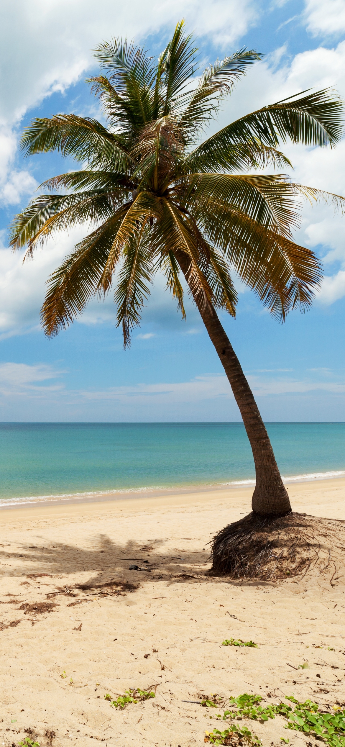 A lonely palm tree on a tropical beach