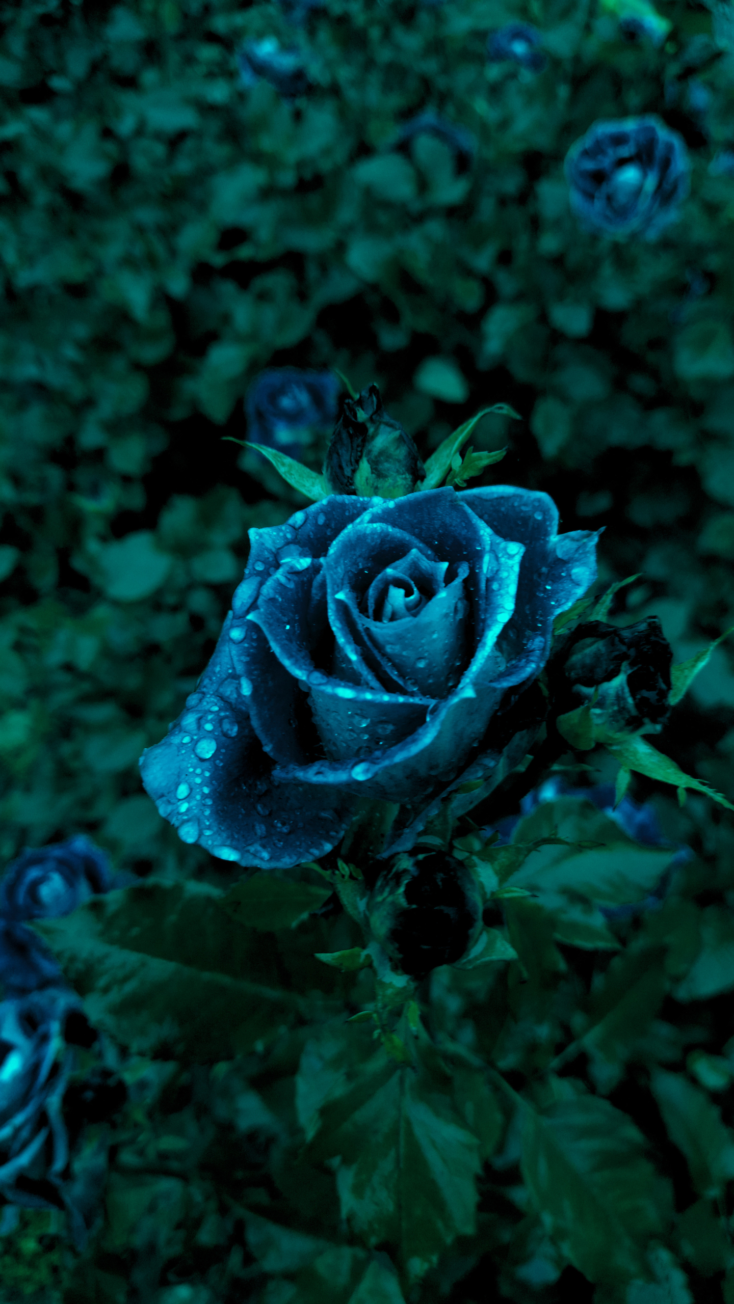 Dark blue flower wallpaper by  - Mobile Abyss