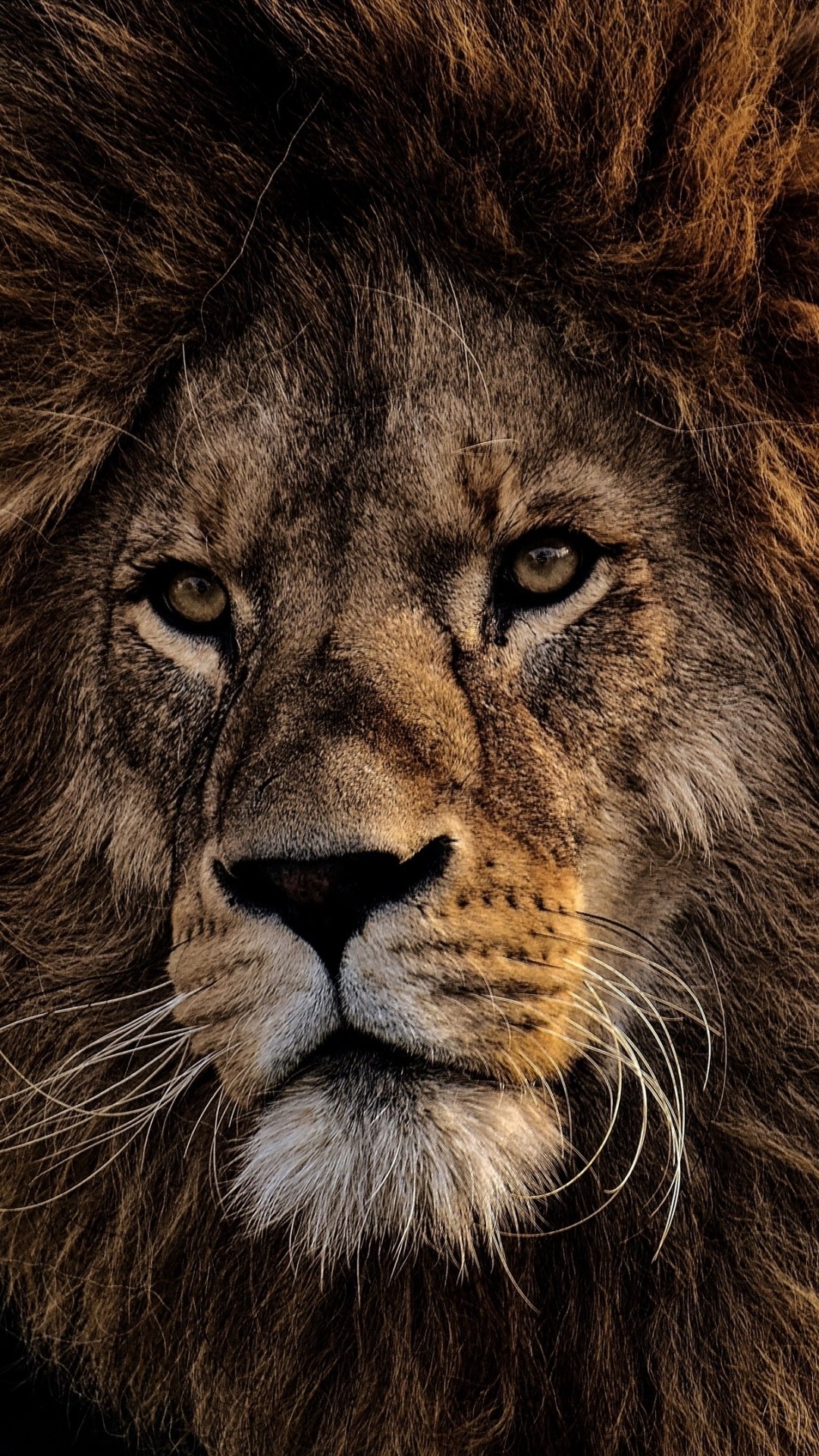Download Animal Lion Phone Wallpaper
