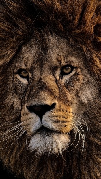  Male Lion