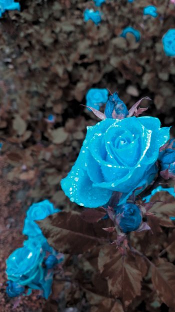  Blue rose