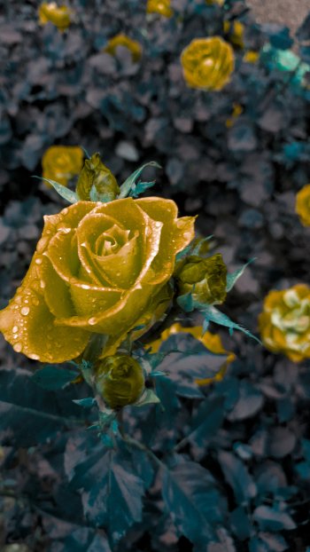  Golden flower wallpaper