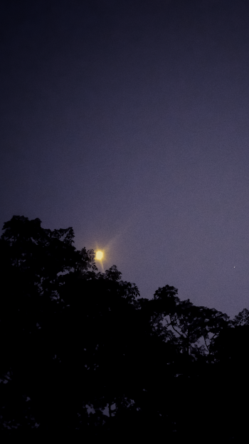  Moon light and tree at night