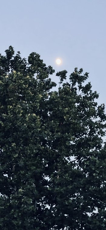  Moon and Tree