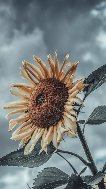 nature sunflower Phone Wallpaper