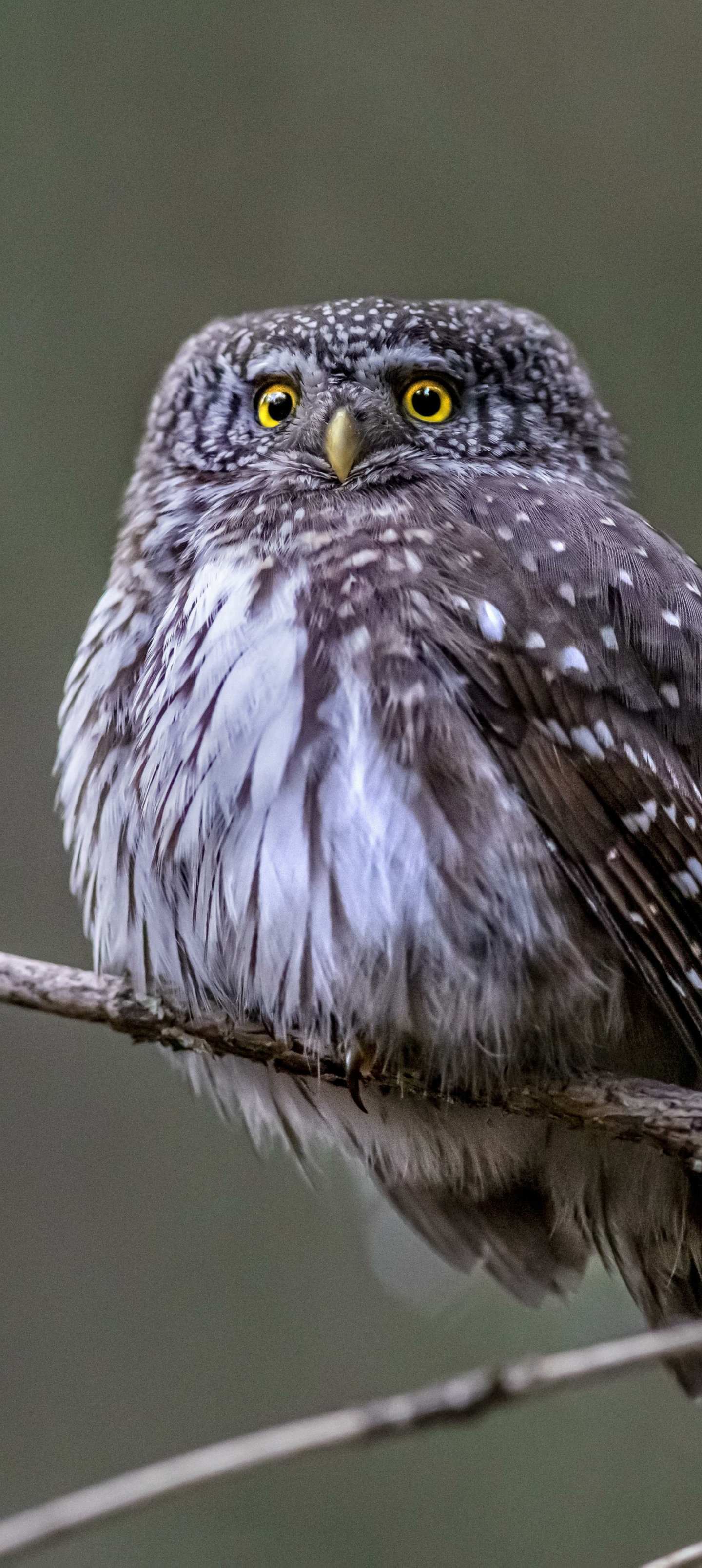Owl Phone Wallpaper