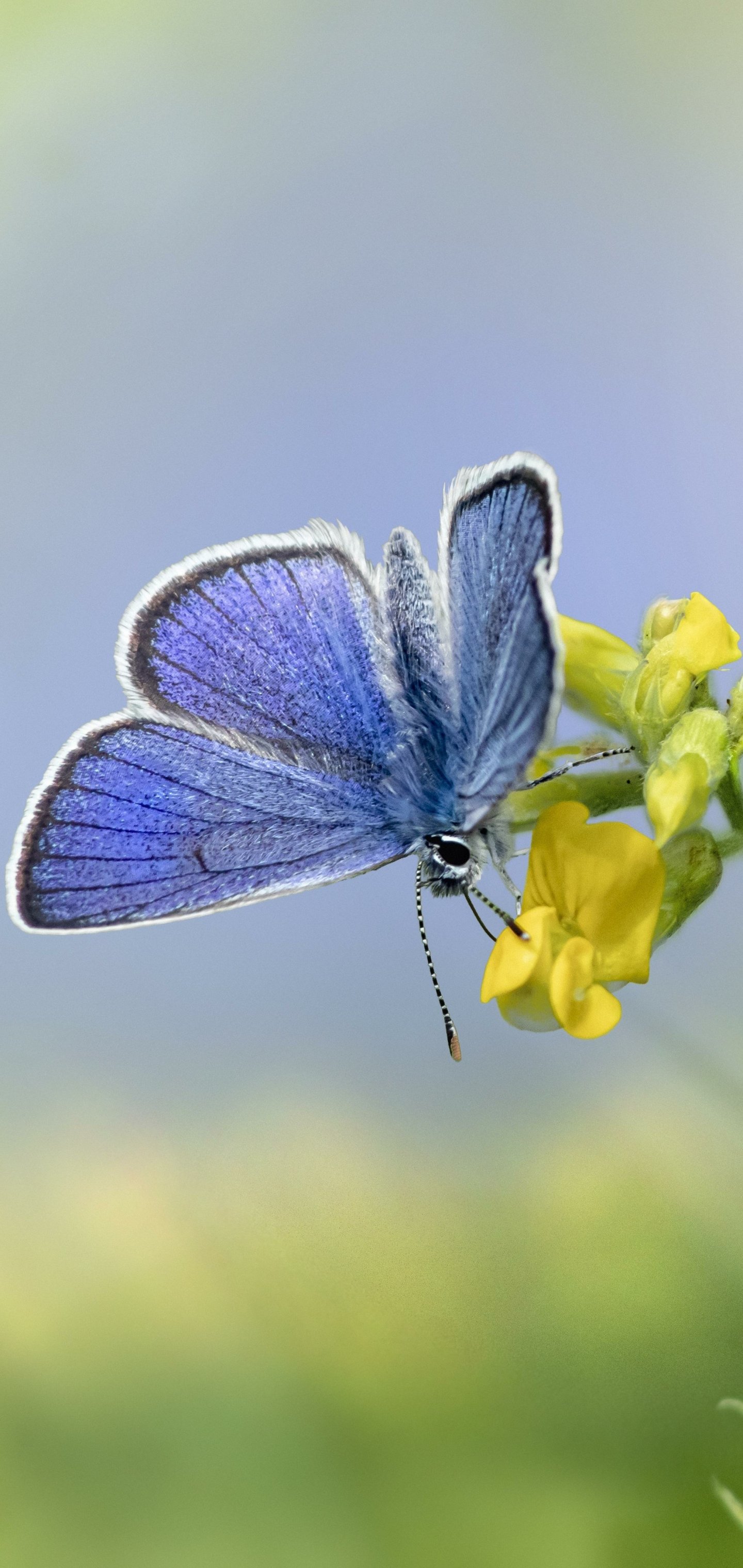 Download Animal Butterfly Phone Wallpaper