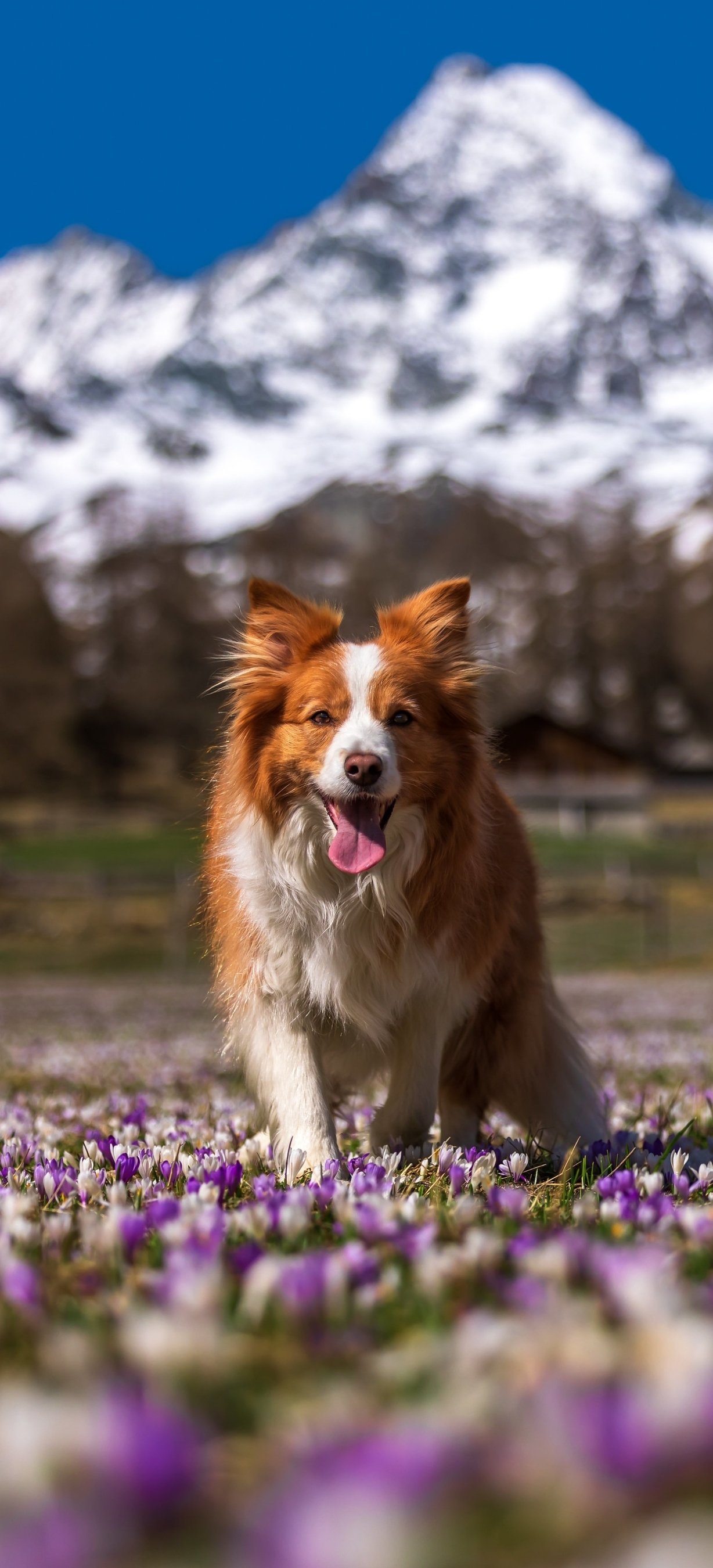 Download Animal Border Collie Phone Wallpaper