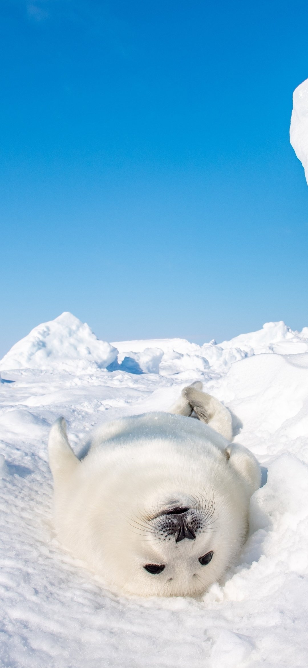 Download Animal Seal Phone Wallpaper