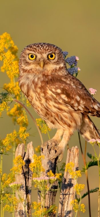 Animal owl Phone Wallpaper