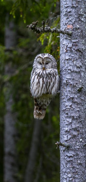 Animal owl Phone Wallpaper