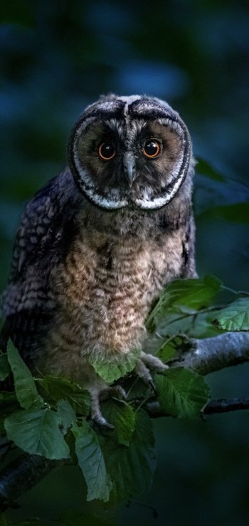 Animal owl Phone Wallpaper