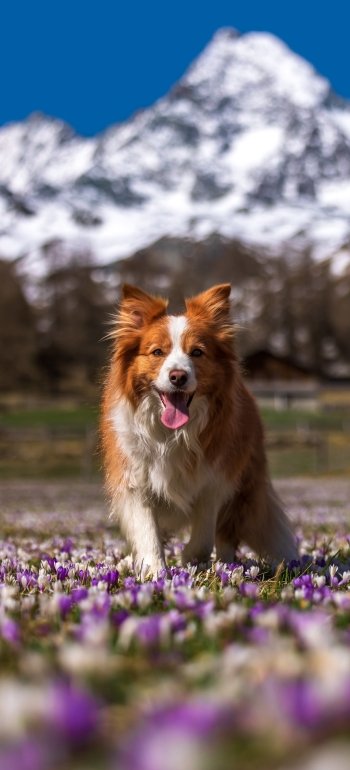 Animal border collie Phone Wallpaper