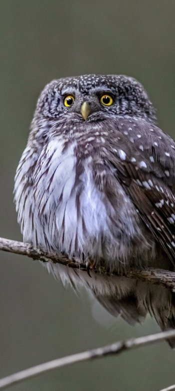 Animal owl Phone Wallpaper
