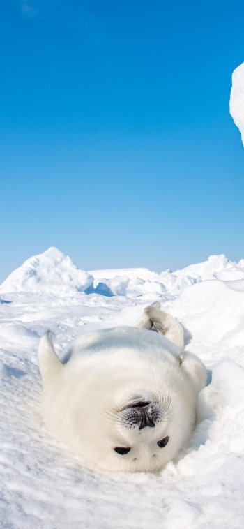 Animal seal Phone Wallpaper