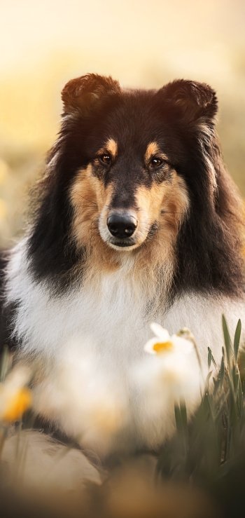 Animal shetland sheepdog Phone Wallpaper