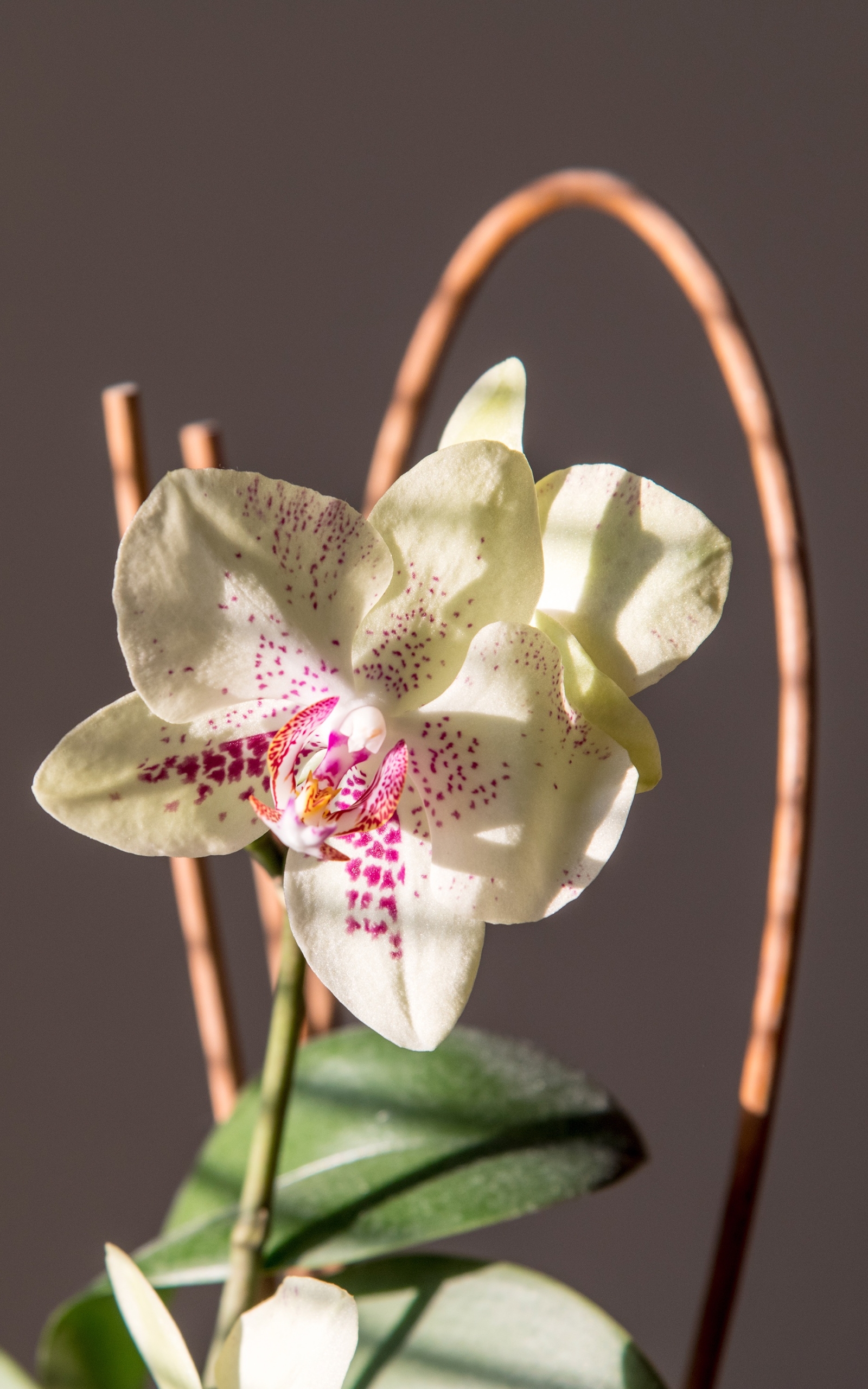 Cream Colored Moth Orchid by Džoko Stach