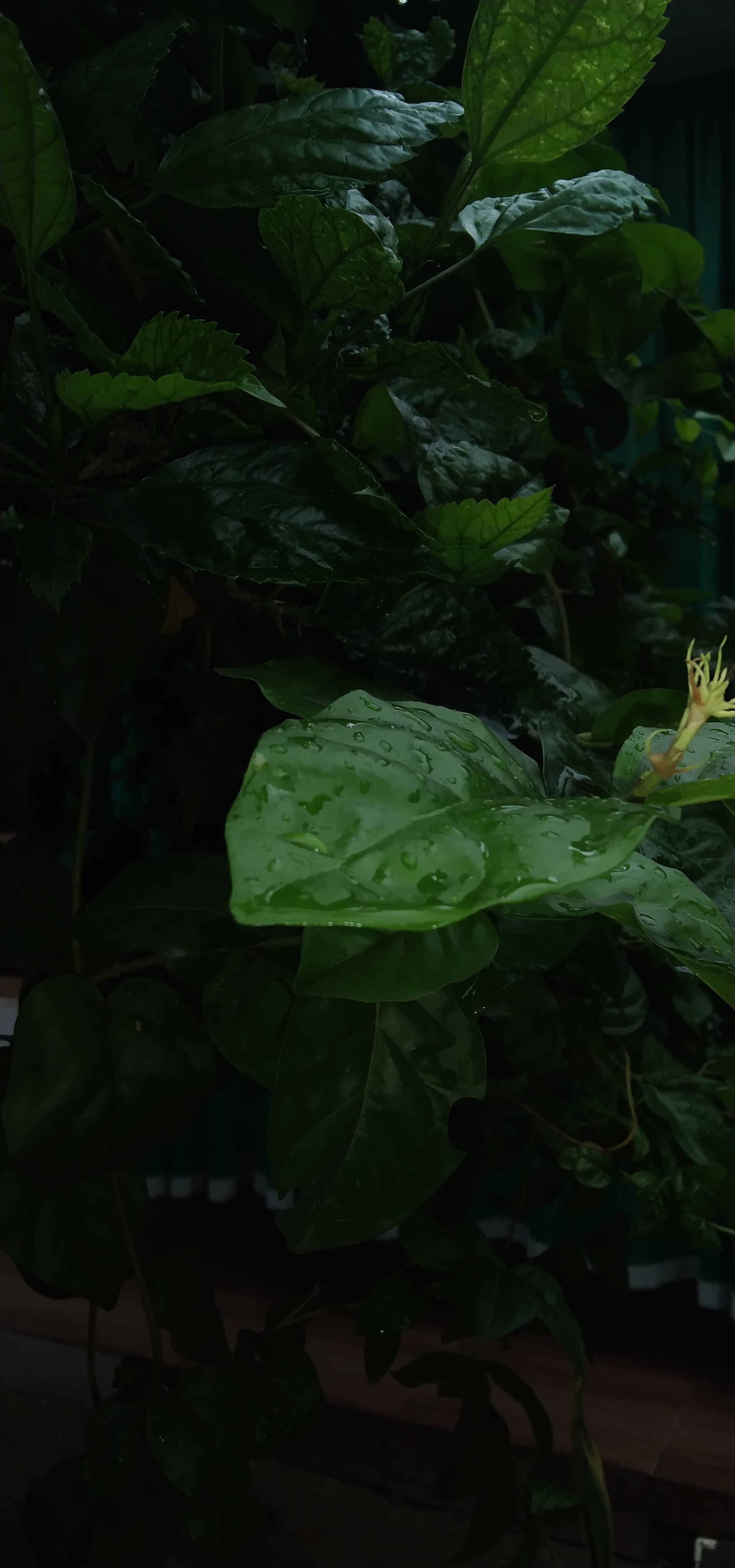 Download Raindrops Nature Leaf Phone Wallpaper by Ujjaval singh