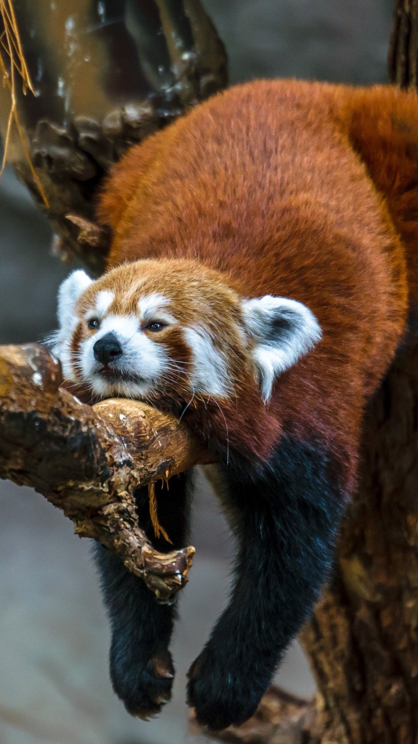 Download Animal Red Panda Phone Wallpaper Mobile Abyss