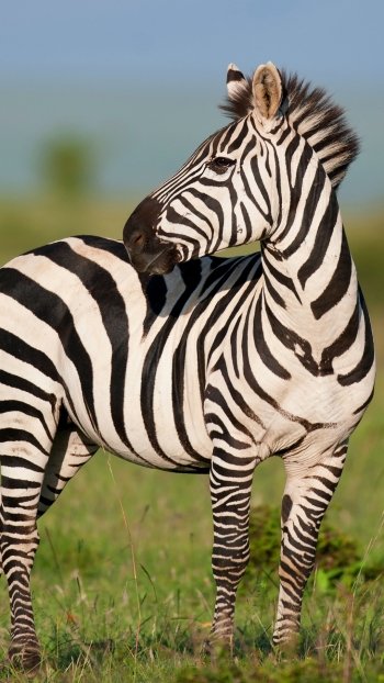 Animal zebra Phone Wallpaper