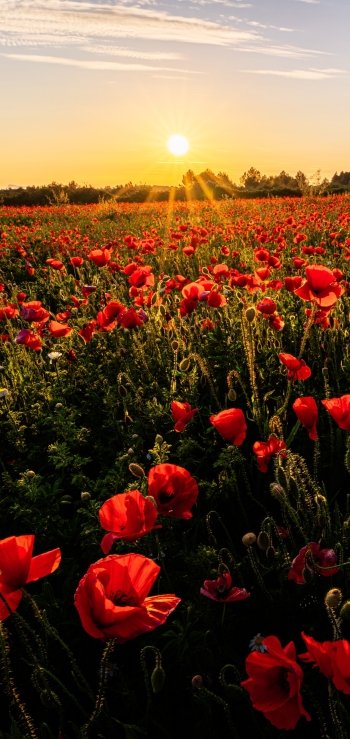 nature poppy Phone Wallpaper