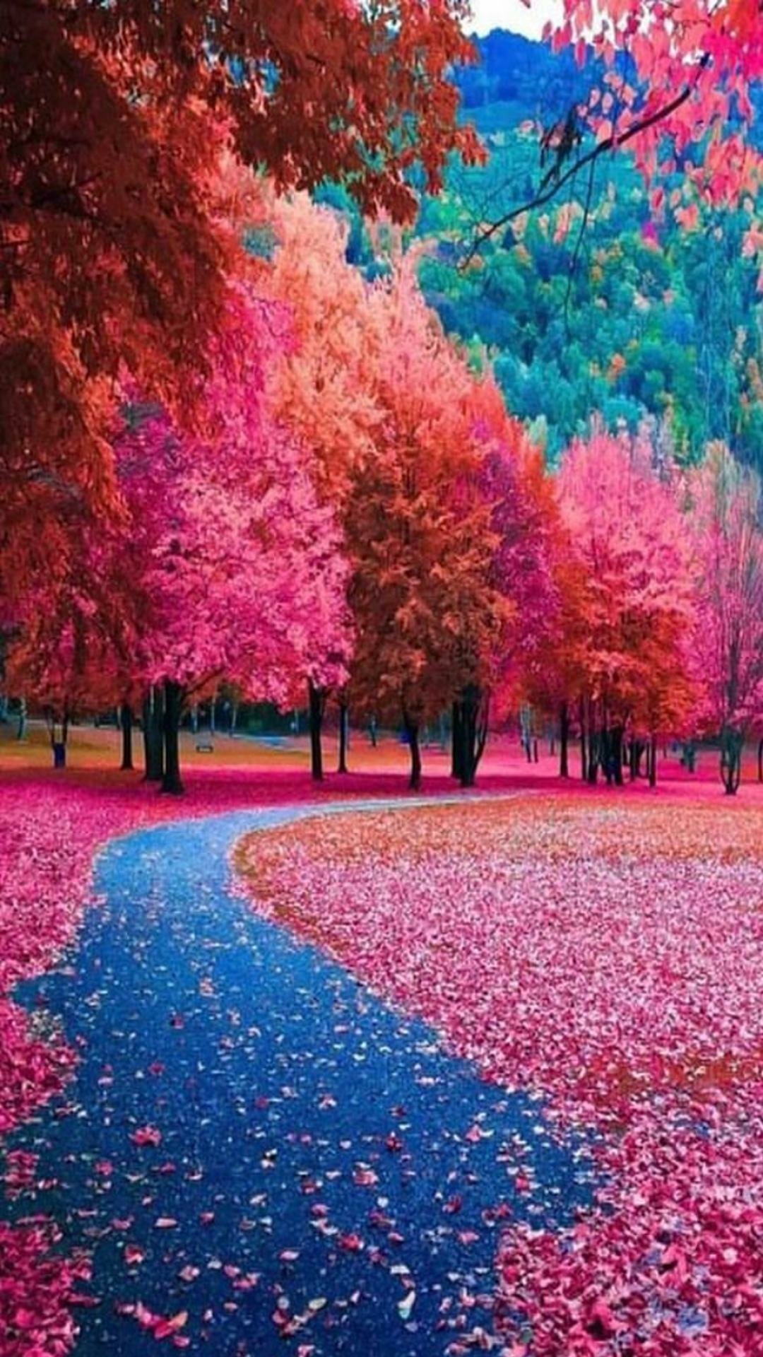 Download Photography Park Phone Wallpaper