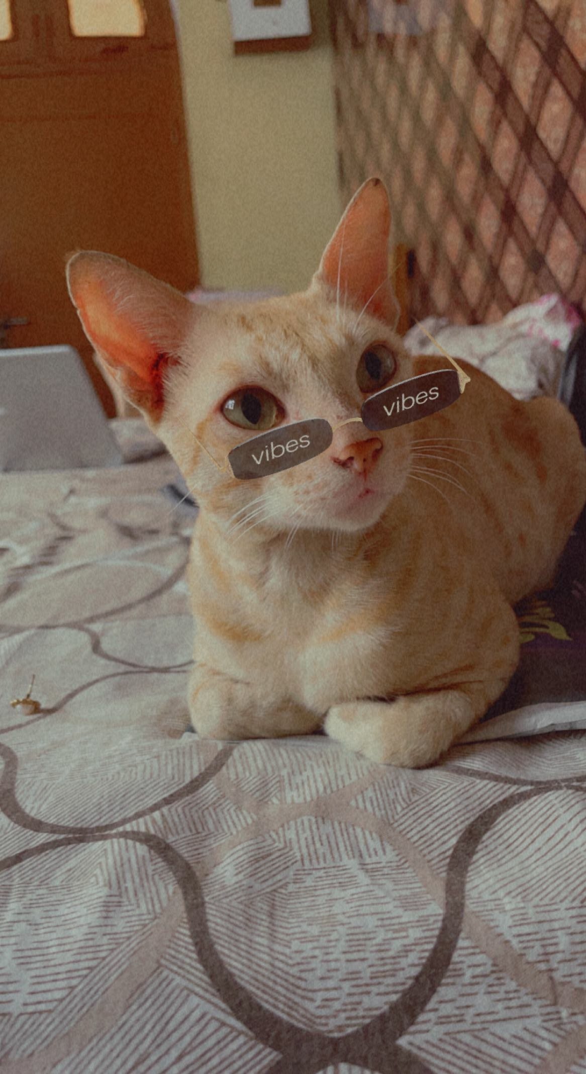 Choco Cutie Cat by Swappy