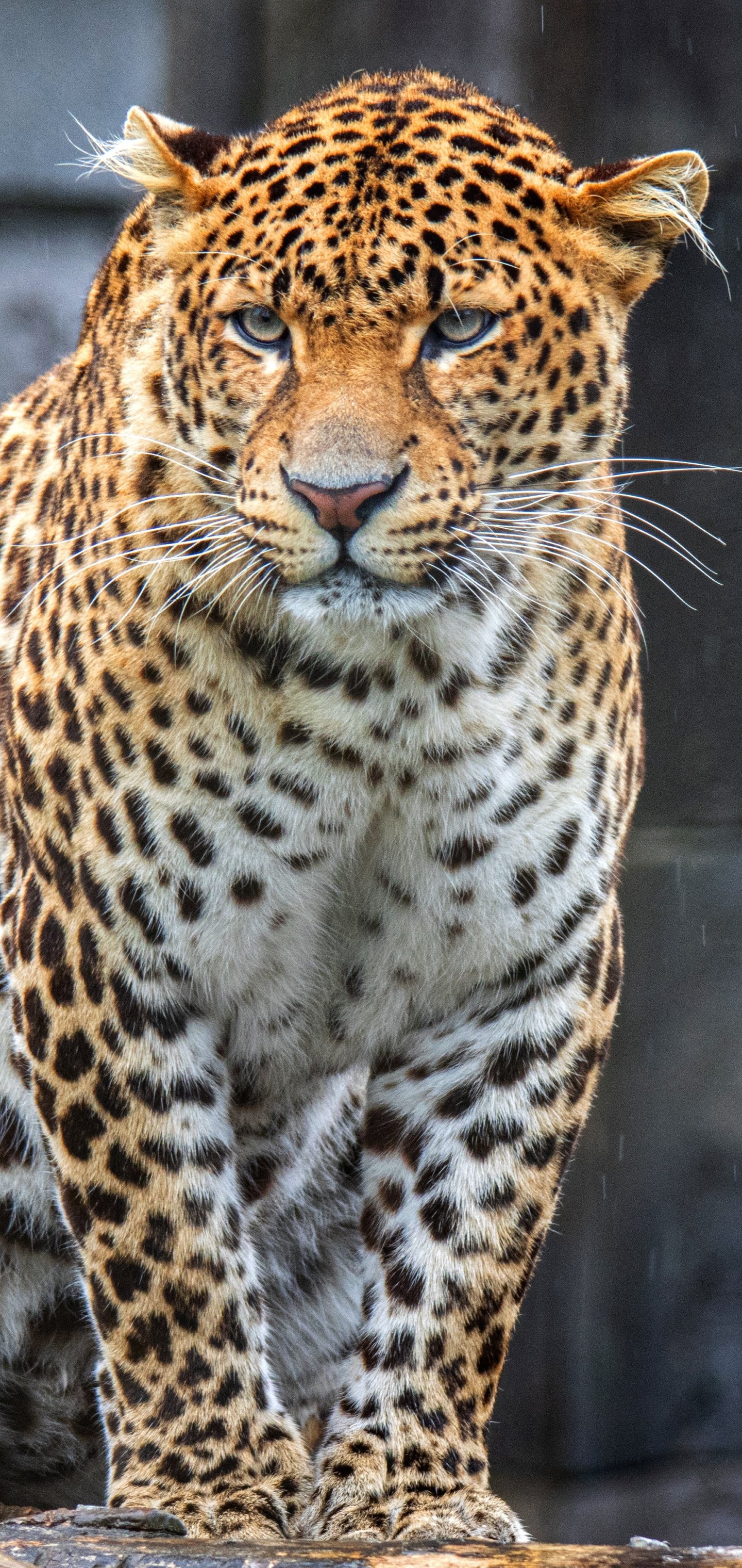 Download Animal Jaguar Phone Wallpaper