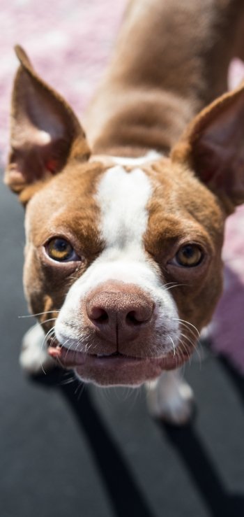 Animal Boston Terrier Phone Wallpaper