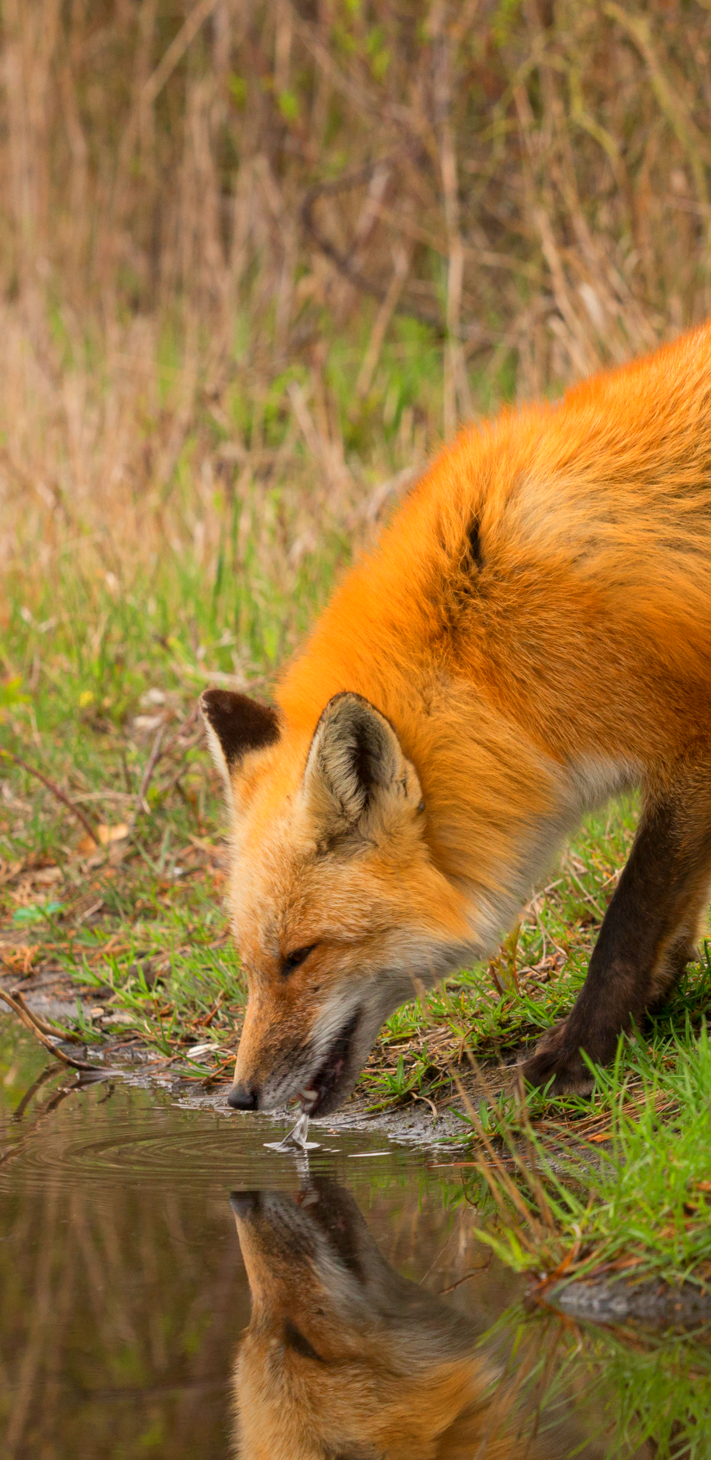 Fox Phone Wallpaper