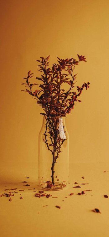 Artistic nature phone wallpaper: a single leafy branch in a clear glass jar against a warm amber background, with scattered fallen leaves on the surface.
