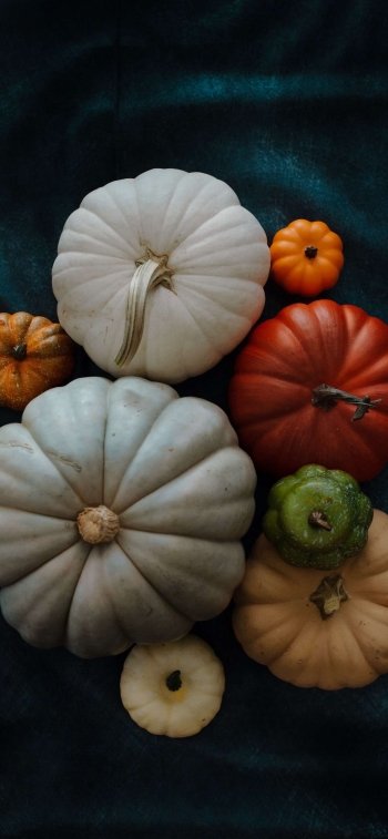  Pumpkin Types