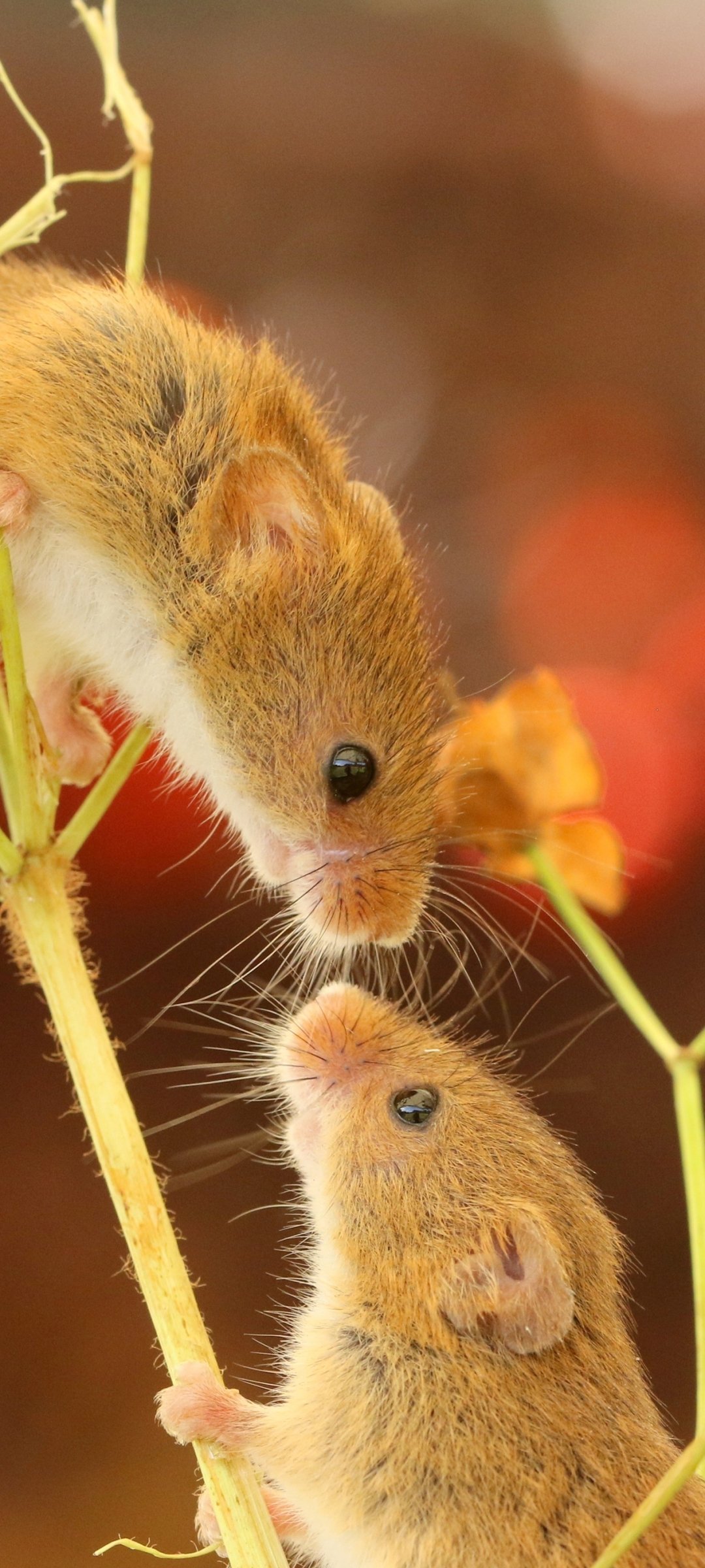 Download Animal Mouse Phone Wallpaper