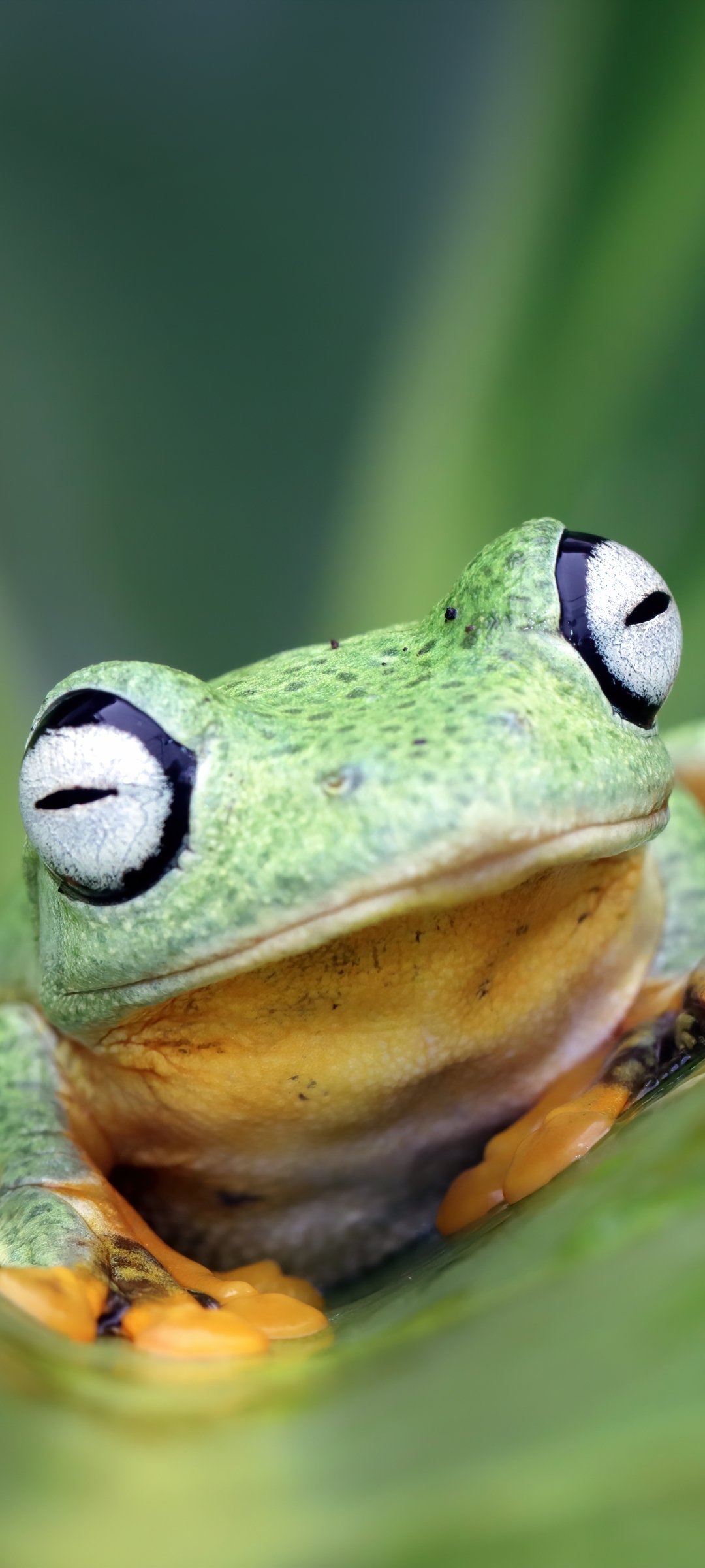 Download Animal Frog Phone Wallpaper
