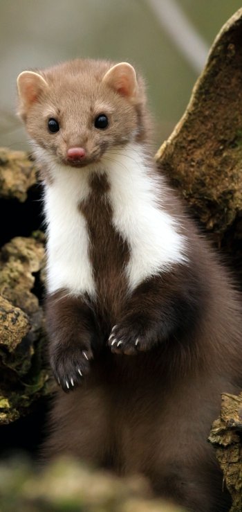 Animal marten Phone Wallpaper