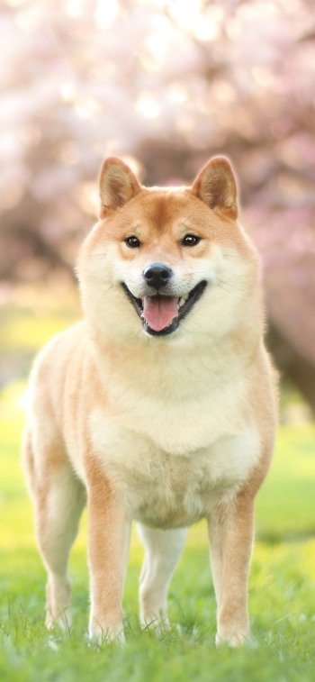 Phone wallpaper showing an animal, a smiling Shiba Inu standing on green grass with soft pink cherry blossoms gently blurred in the background.